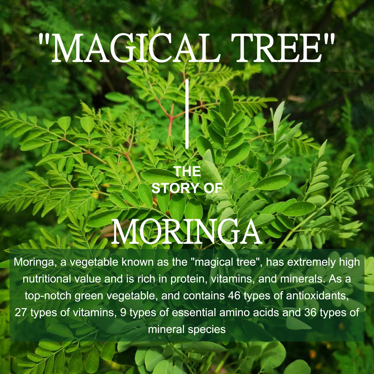 Moringa Capsules – 100% Pure Horseradish Tree | Fearathe